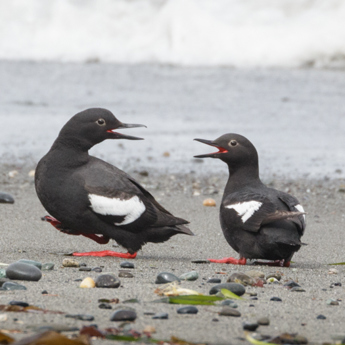 Pigeon Guillemot Survey