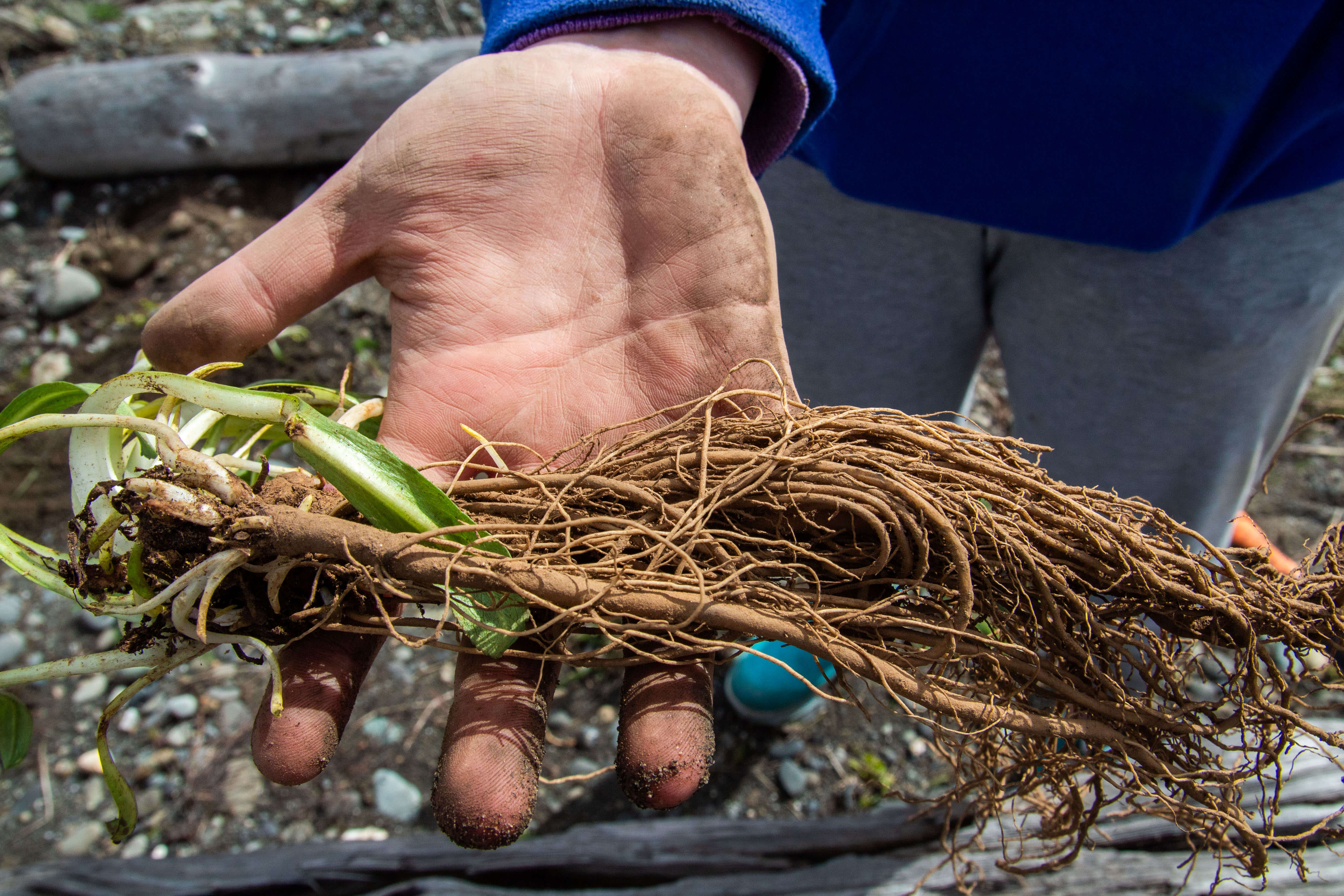 A dirty hand holds a grass like plant with long fibrous roots