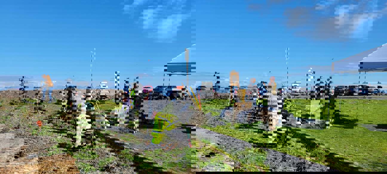 Several volunteers lean down to plant plants in a grassy nearshore area