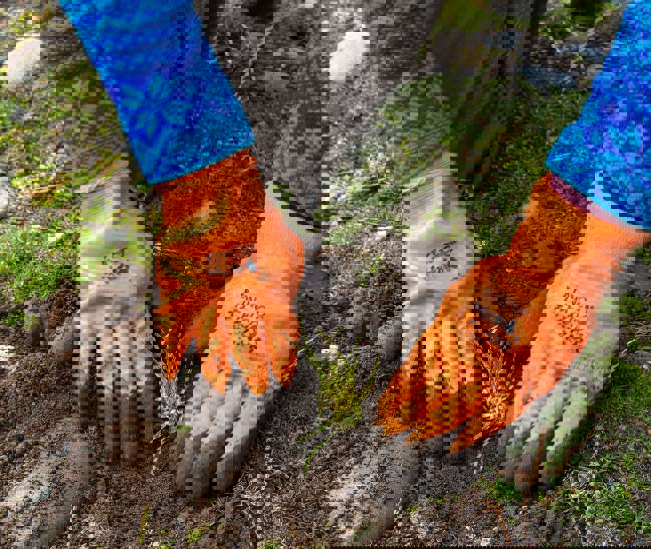 Hands in orange gloves press the soil down around a freshly planted grass like plant
